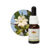 Bush Gardenia