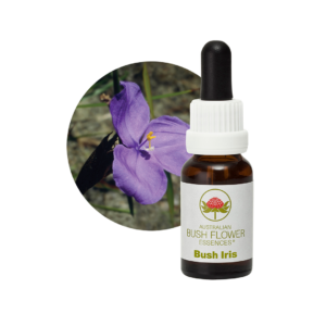 Bush Iris