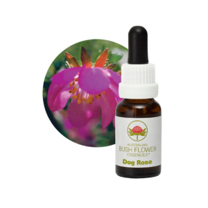 Dog Rose
