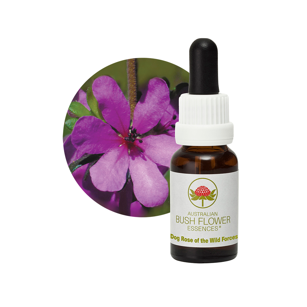 Dog Rose of Wild Forces