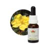 Hibbertia