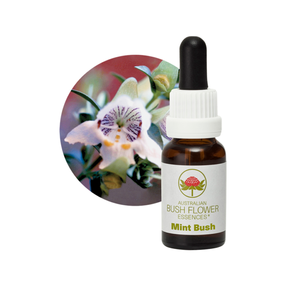 Mint Bush