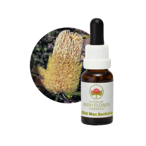Old Man Banksia