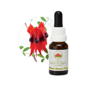 Sturt Desert Pea