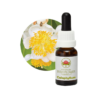 Calophyllum