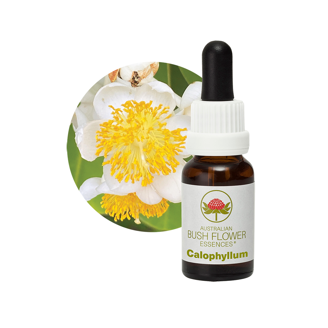 Calophyllum
